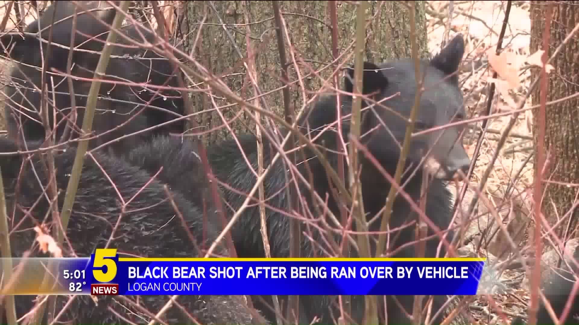 Black Bear Shot After Being Ran Over By Vehicle