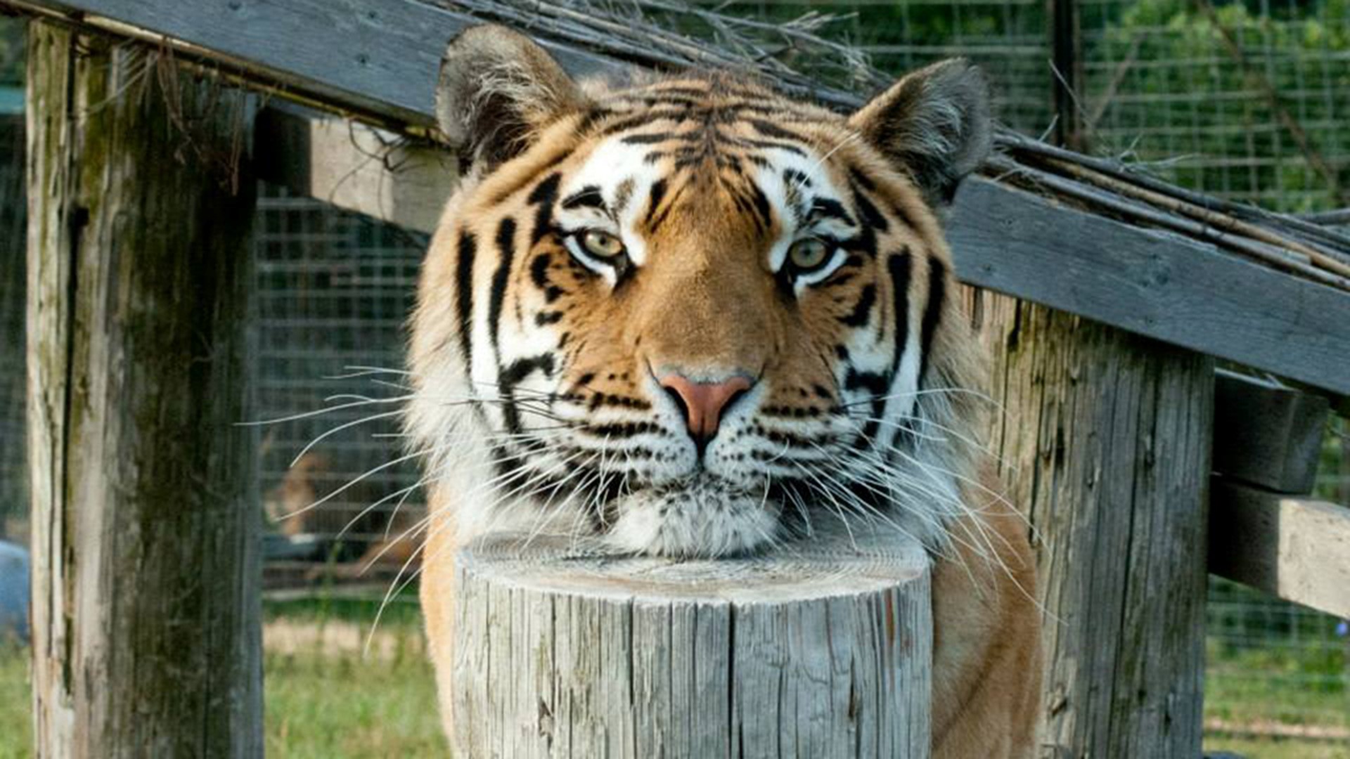 Tiger at Turpentine Creek Wildlife Refuge recovering from cancer