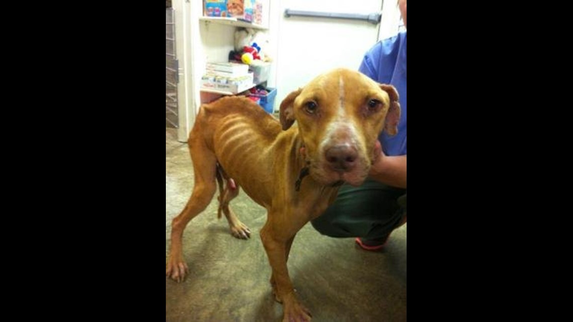 Starved Pit Bull Rescued in Memphis | 5newsonline.com