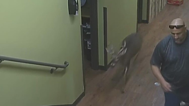 Deer crashes through glass door during a church service in Fort Smith