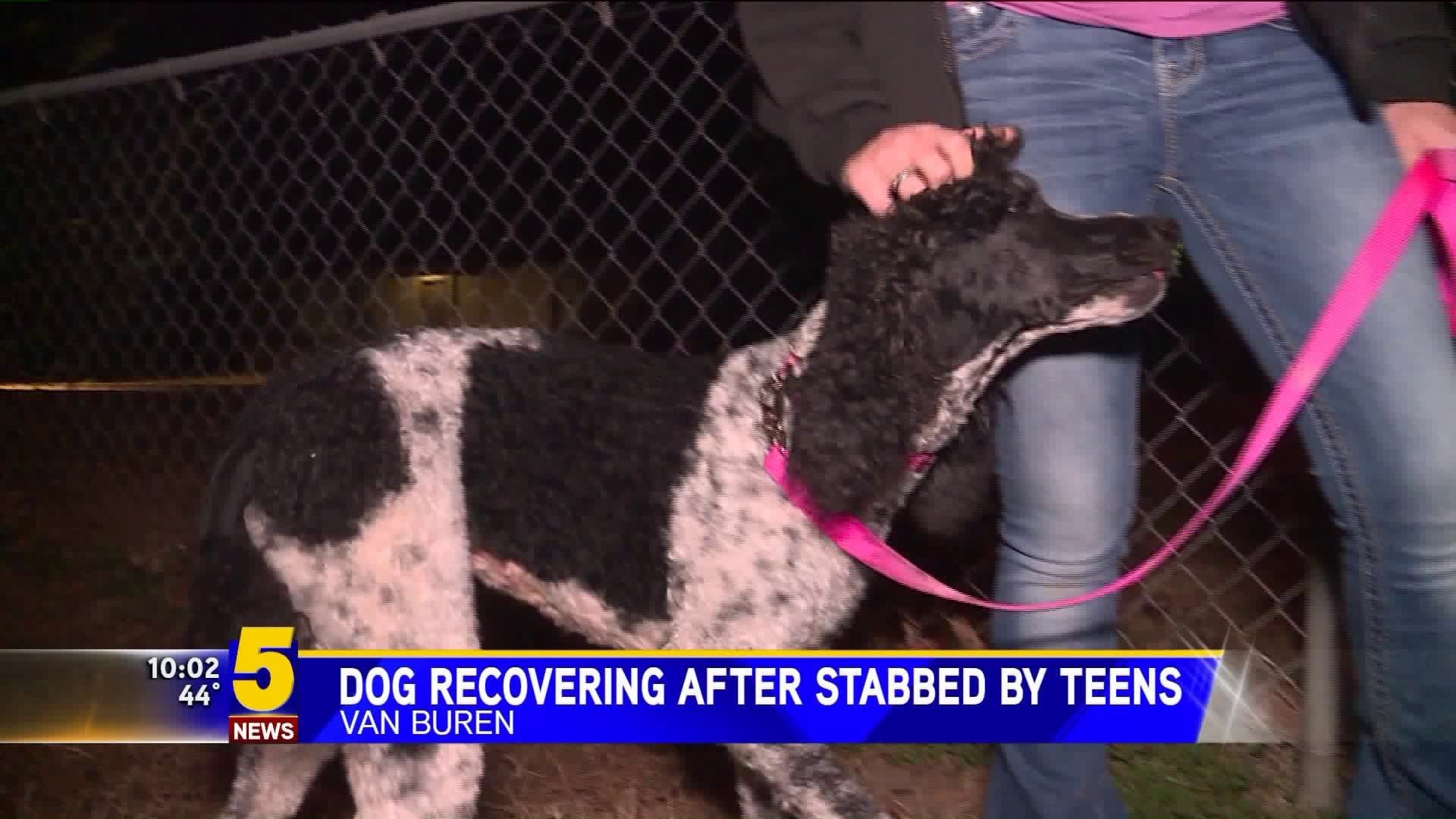 Dog Recovering After Being Stabbed By Teens In Van Buren