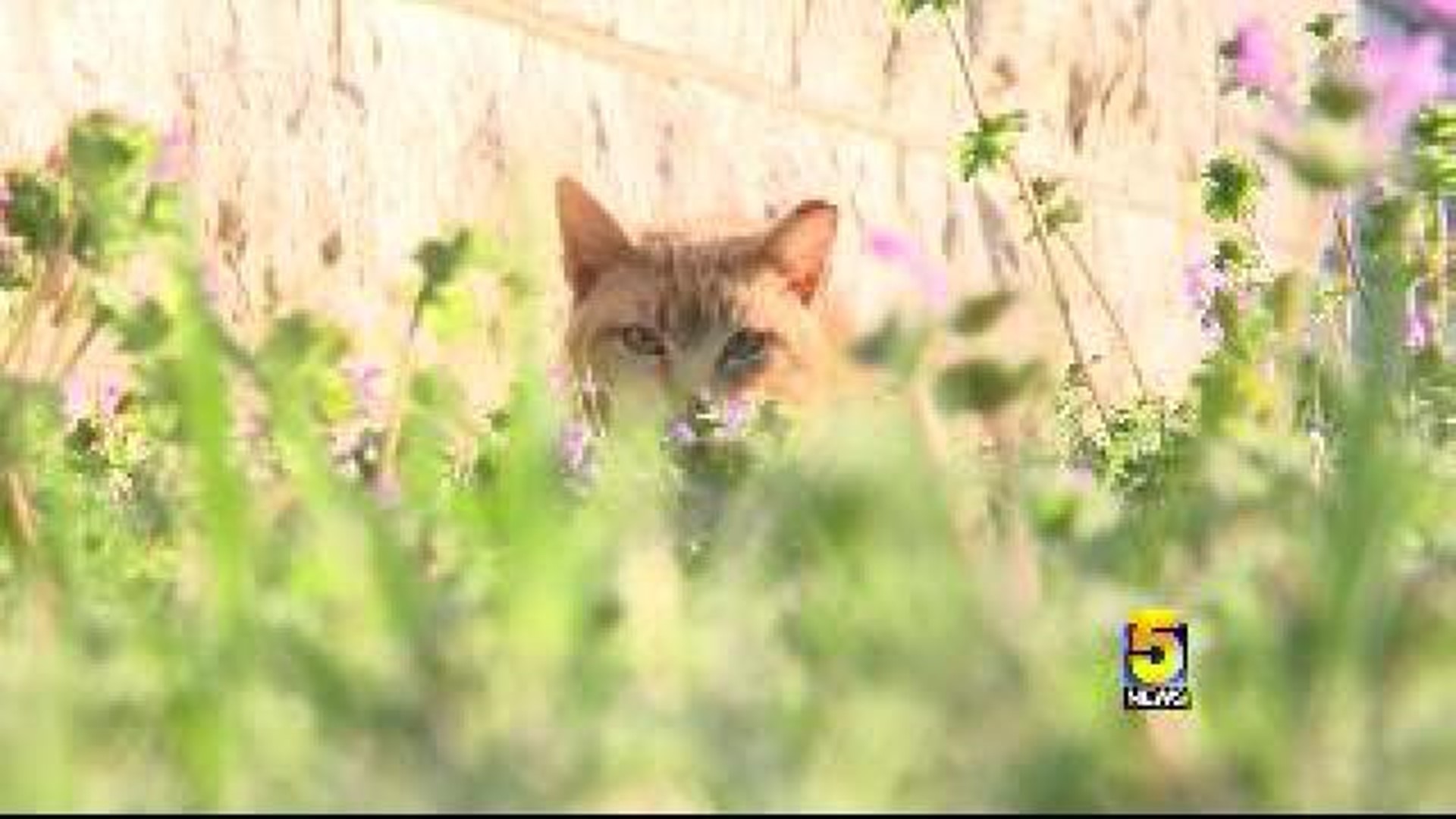 Fort Smith\'s Feral Cats