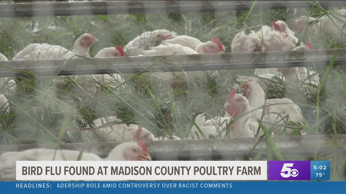 Bird flu found at Madison County, Arkansas poultry farm