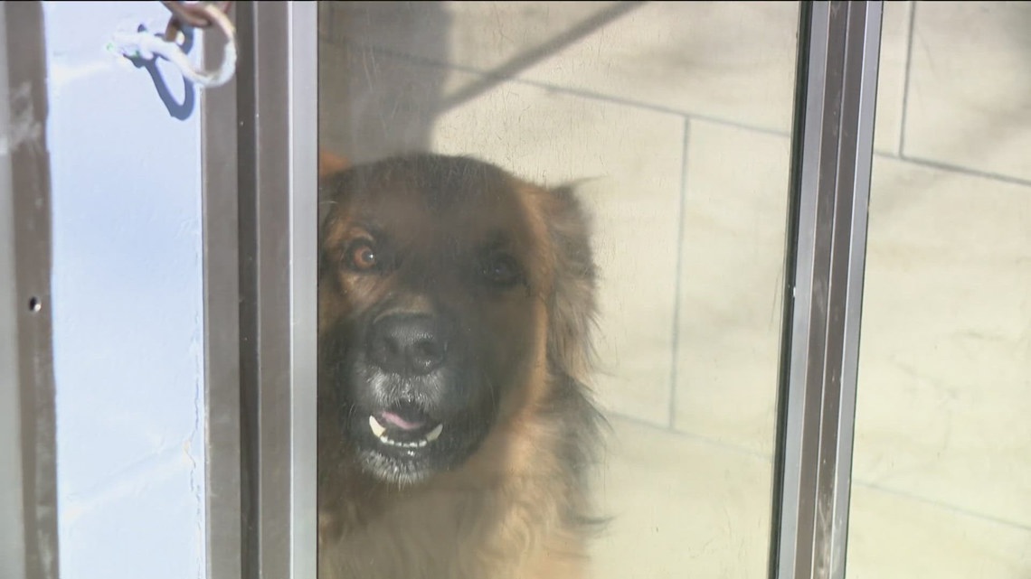 Fayetteville Animal Shelter brings back 