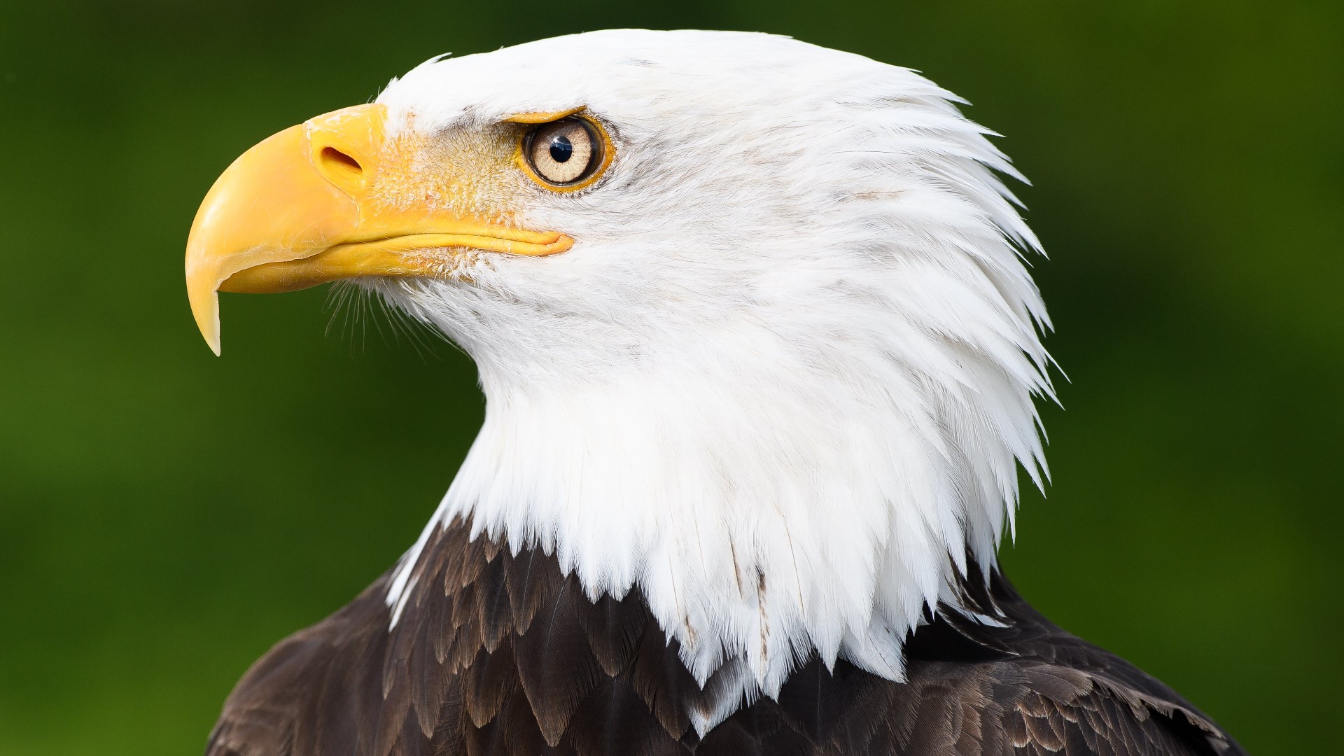 Two bald eagles were found shot dead in Arkansas earlier this year and police are still searching for those responsible.