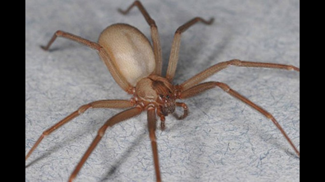 Australian man screaming at spider 'why don't you die?' triggers