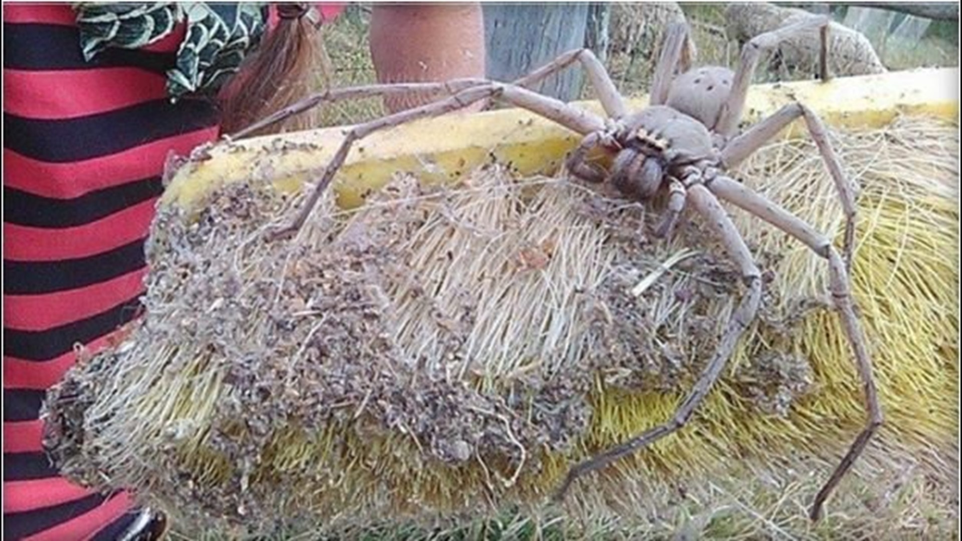 Terrifying Photo Of Giant Spider Nicknamed Charlotte Goes Viral