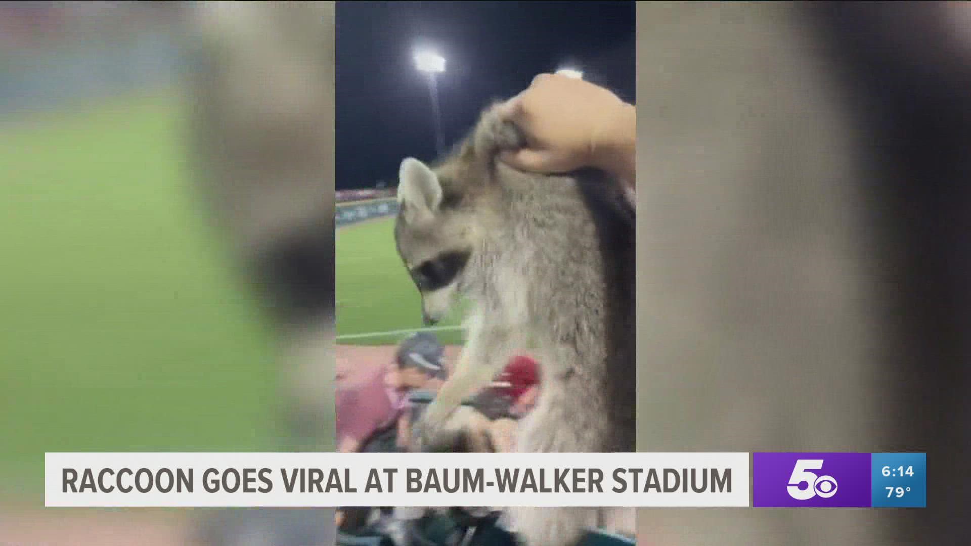 An Arkansas Razorbacks fan has gone viral after catching a raccoon with his bare hands in the stands of Baum Walker Stadium.