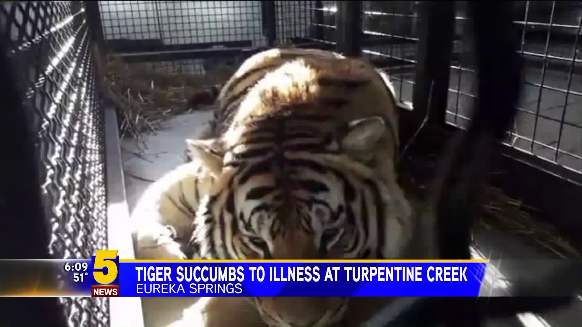 Tiger Succumbs To Illness At Turpentine Creek Wildlife Refuge