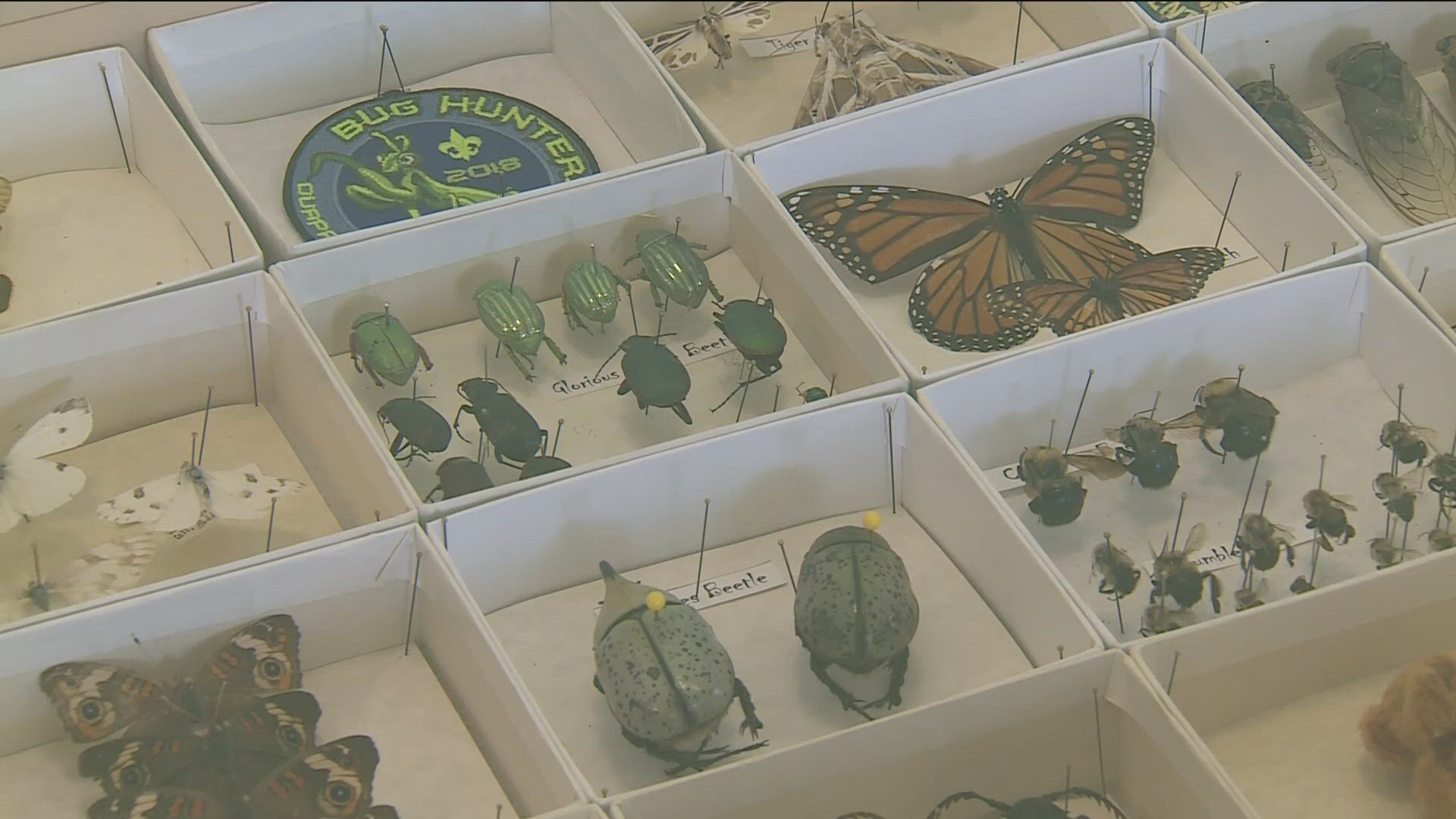 Participants split up into different teams to try and capture and identify as many insects as possible.