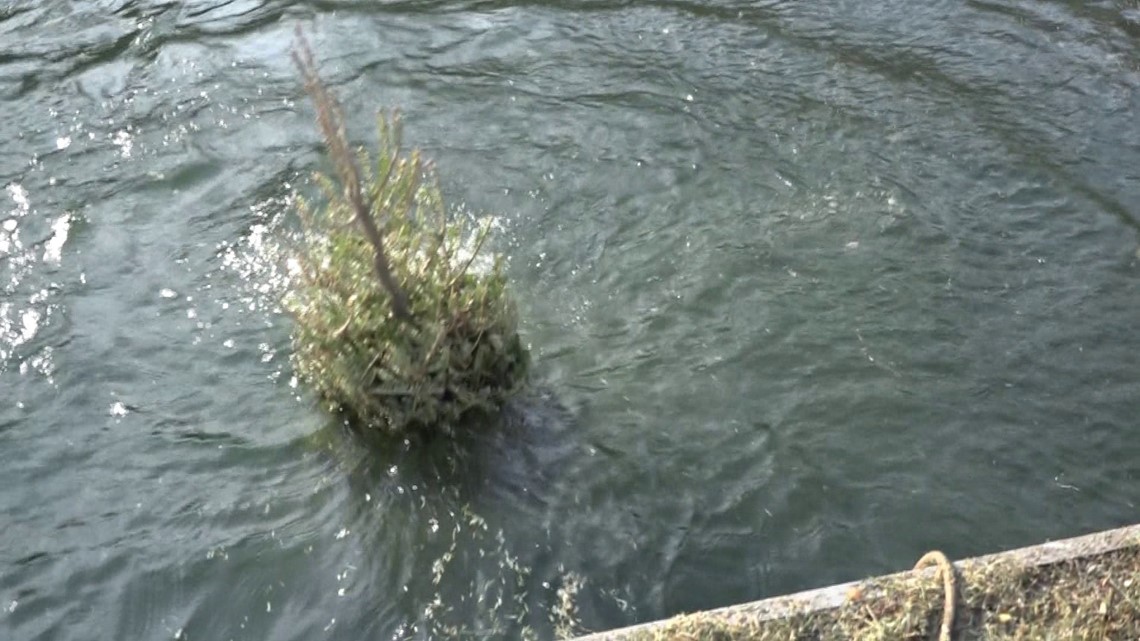 Club Sinks Christmas Trees To Create Fish Habitats
