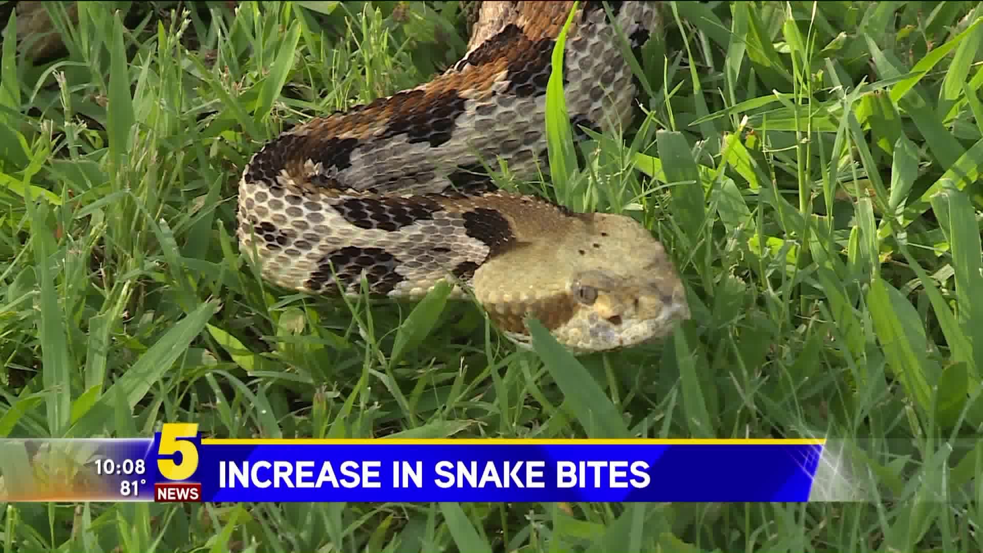 Increase In Snake Bites