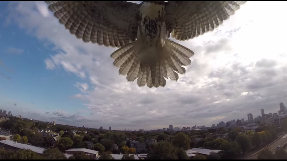 VIDEO Angry Hawk Takes Down Drone