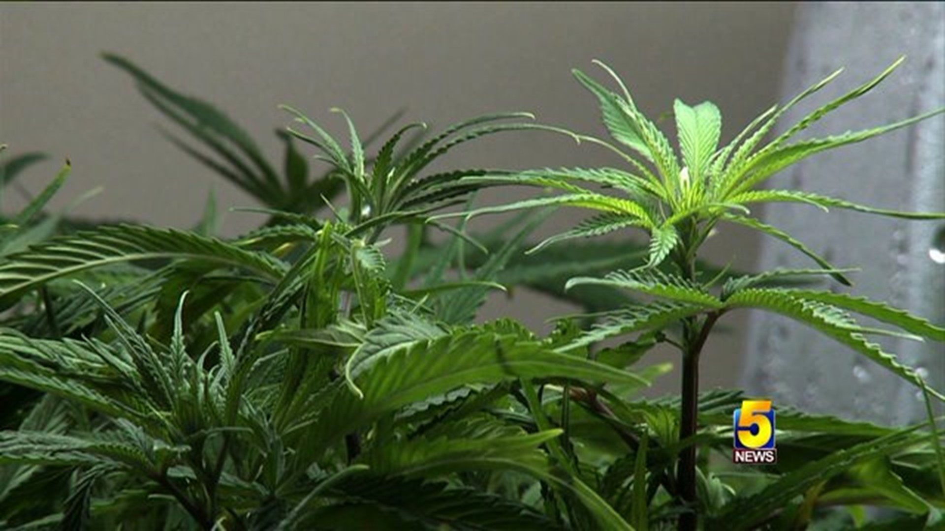 Legalization Of Medicinal Marijuana Falls Short