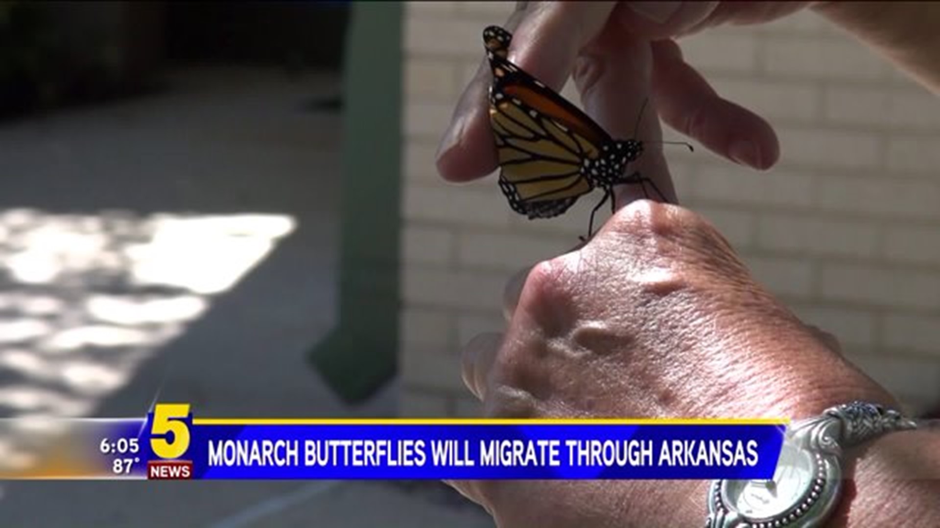 Monarch Butterflies Migrate Through Arkansas