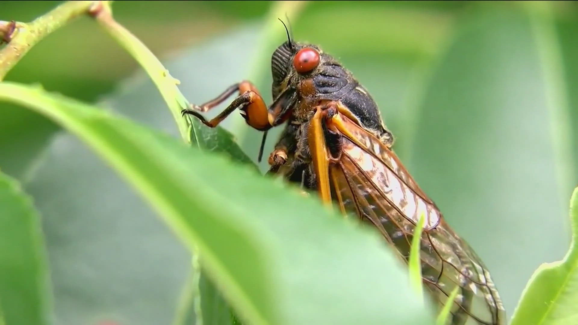 TRILLIONS OF CICADAS ARE ABOUT TO MAKE THEIR GRAND APPEARANCE IN A FEW STATES - INCLUDING ARKANSAS...