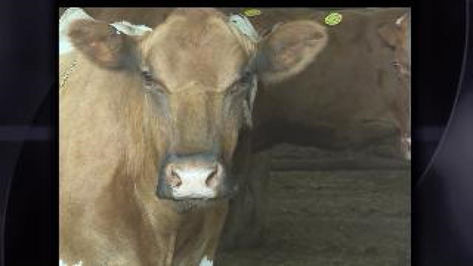 Drought Prompts Cattle Sell Off
