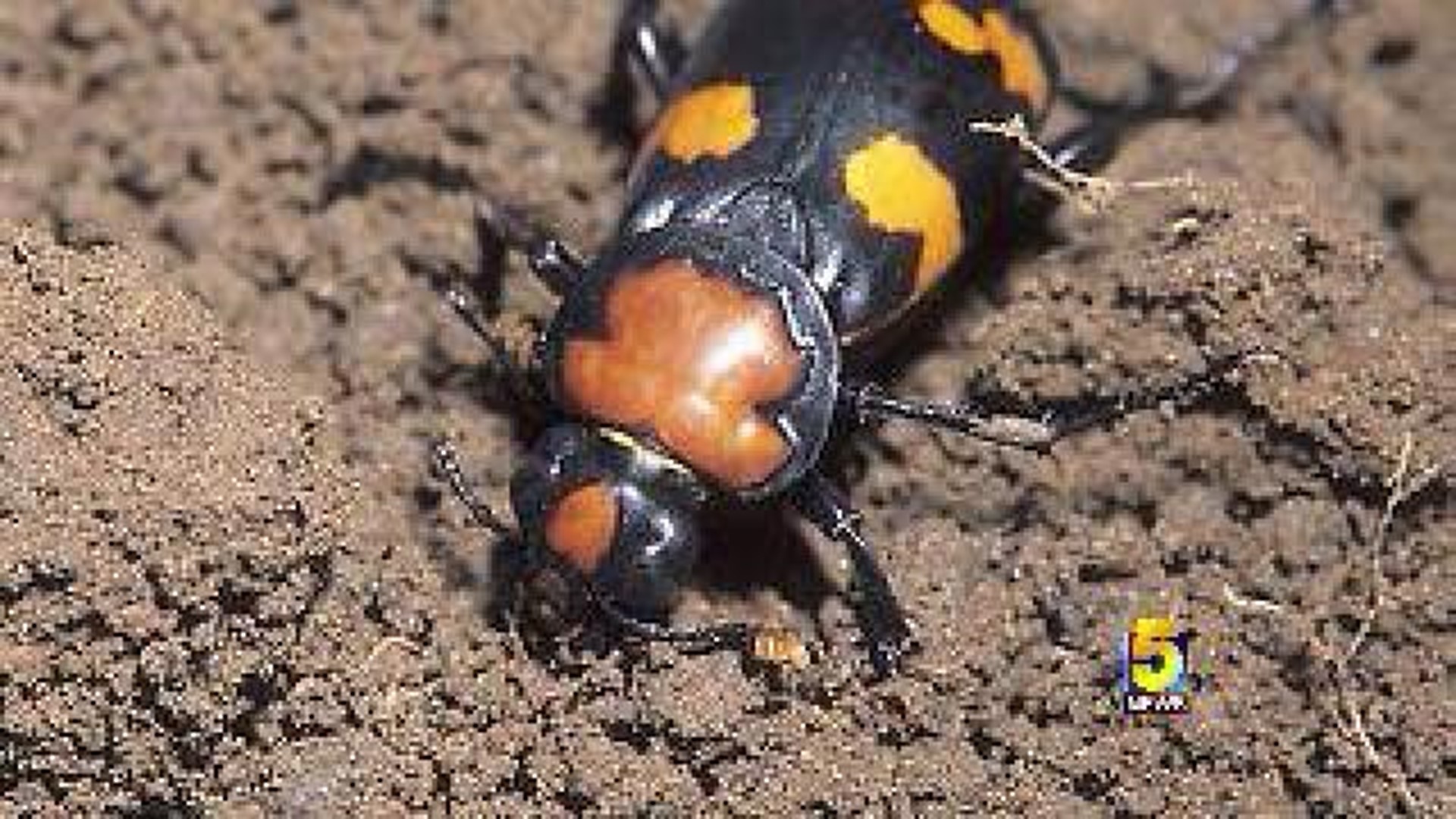 Endangered Beetle Believed to be at Construction Site