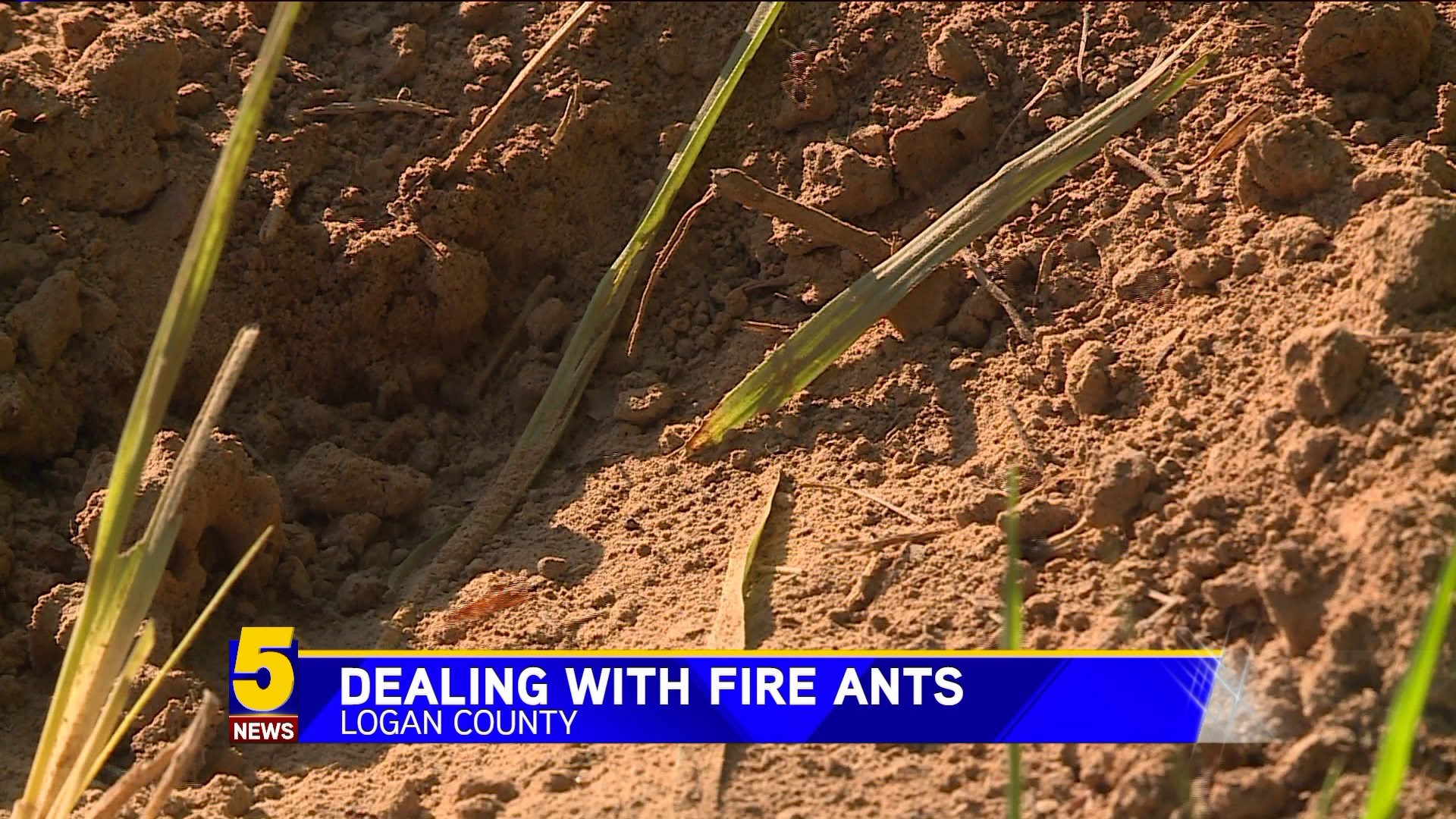 Dealing With Fire Ants