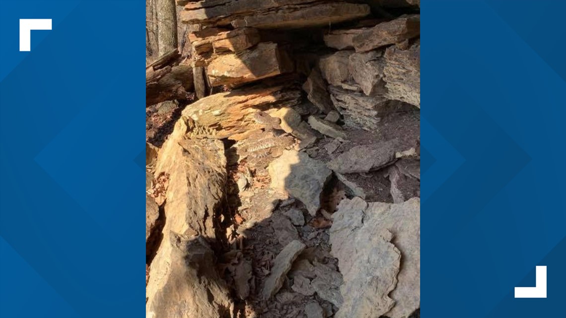 Hiker escapes from group of rattlesnakes in national forest - Vimarsana News