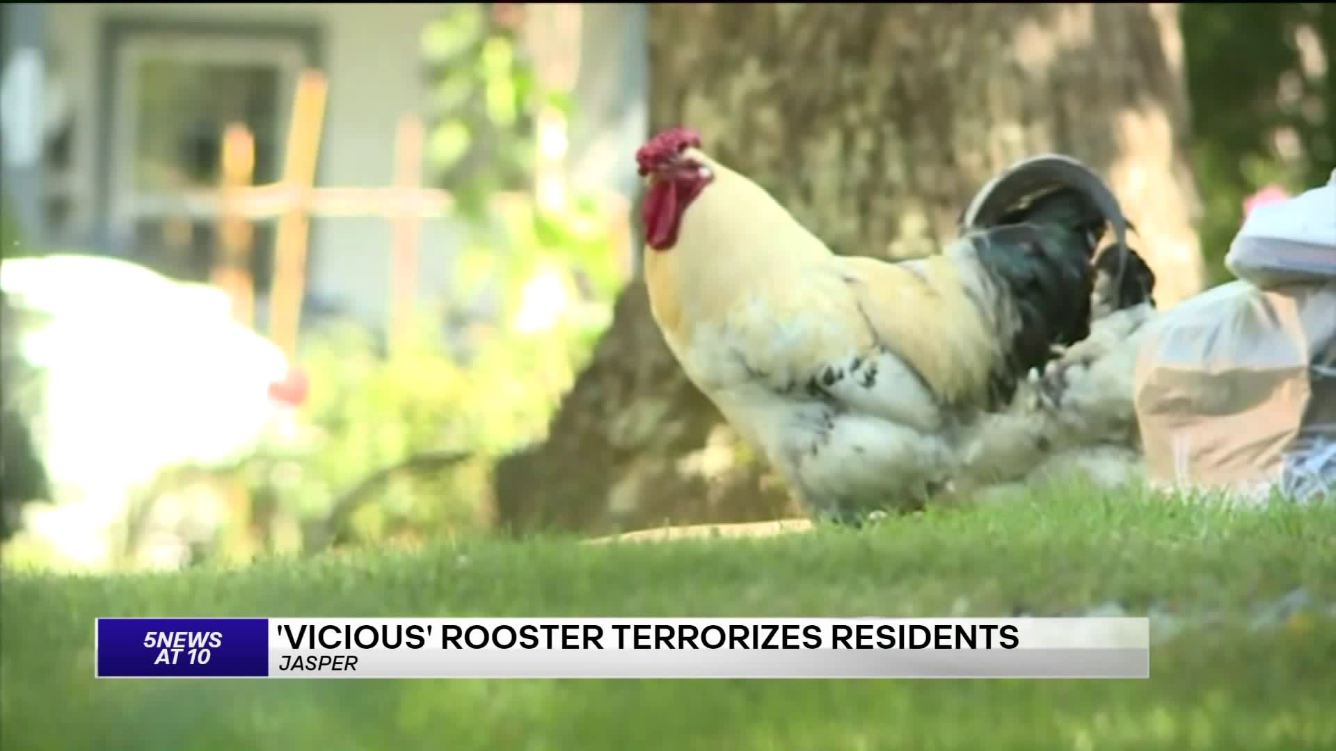 Vicious Rooster Terrorizes Jasper Residents
