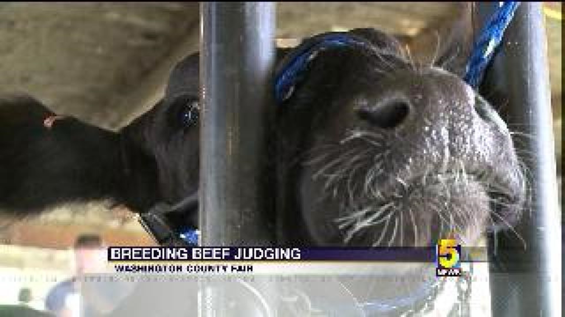 Kids Take Part in Beef Judging at Fair
