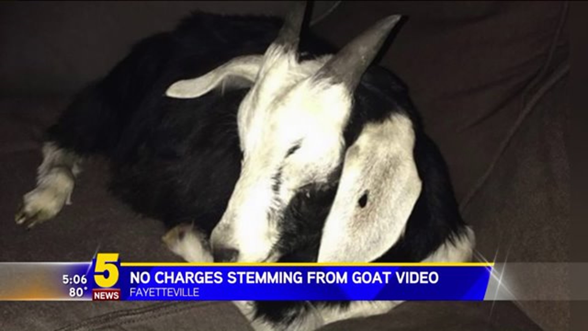 No Animal Cruelty Charges Stemming From Video Of Goat Hit Over Head With  Can 