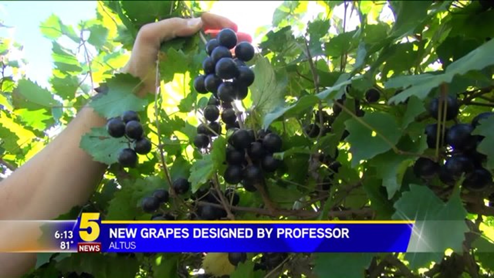 U Of A Professor Breeds Grapes Able To Withstand Arkansas Weather