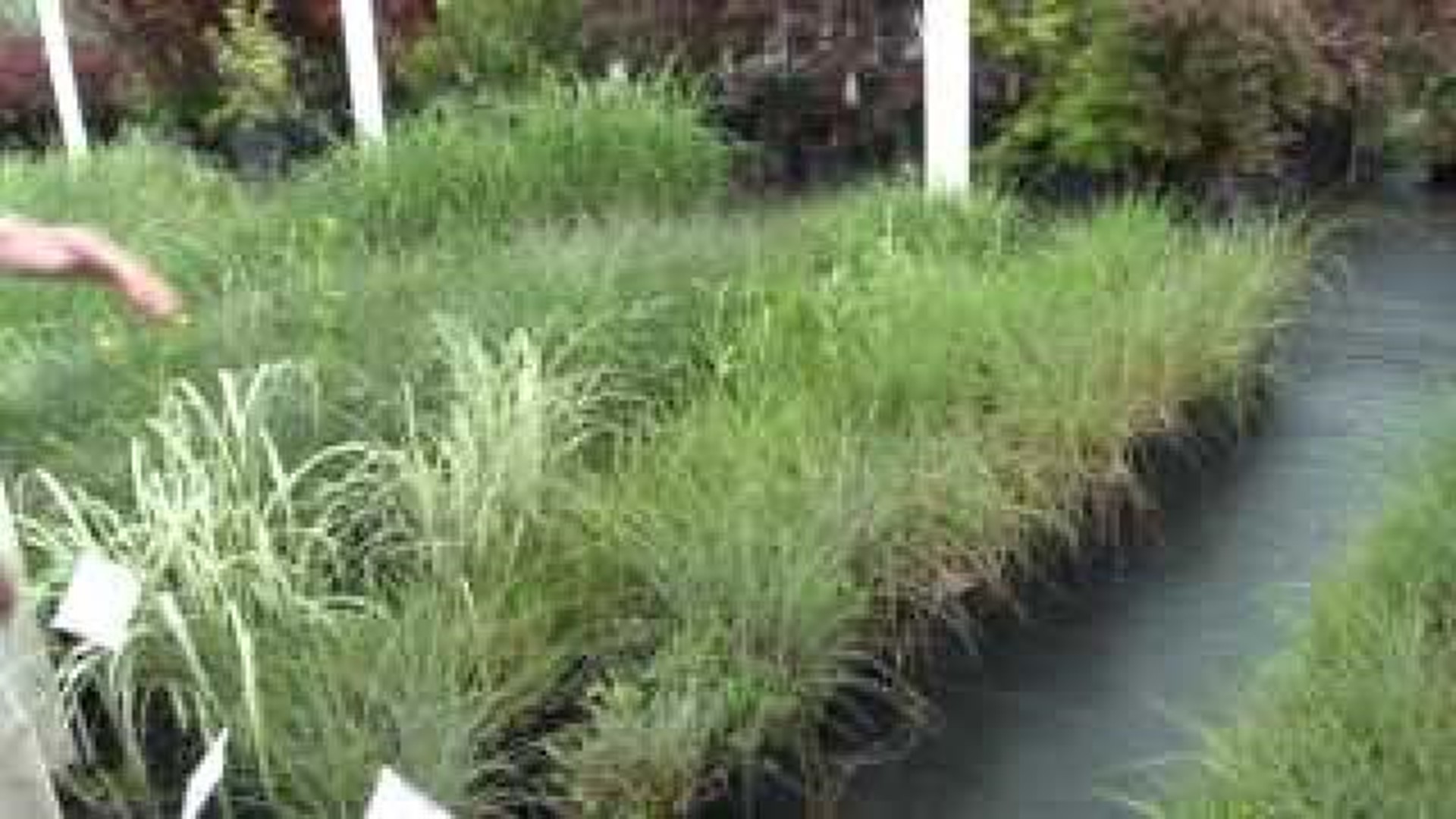 Sharum's Garden Center: Grass Selection and Open House