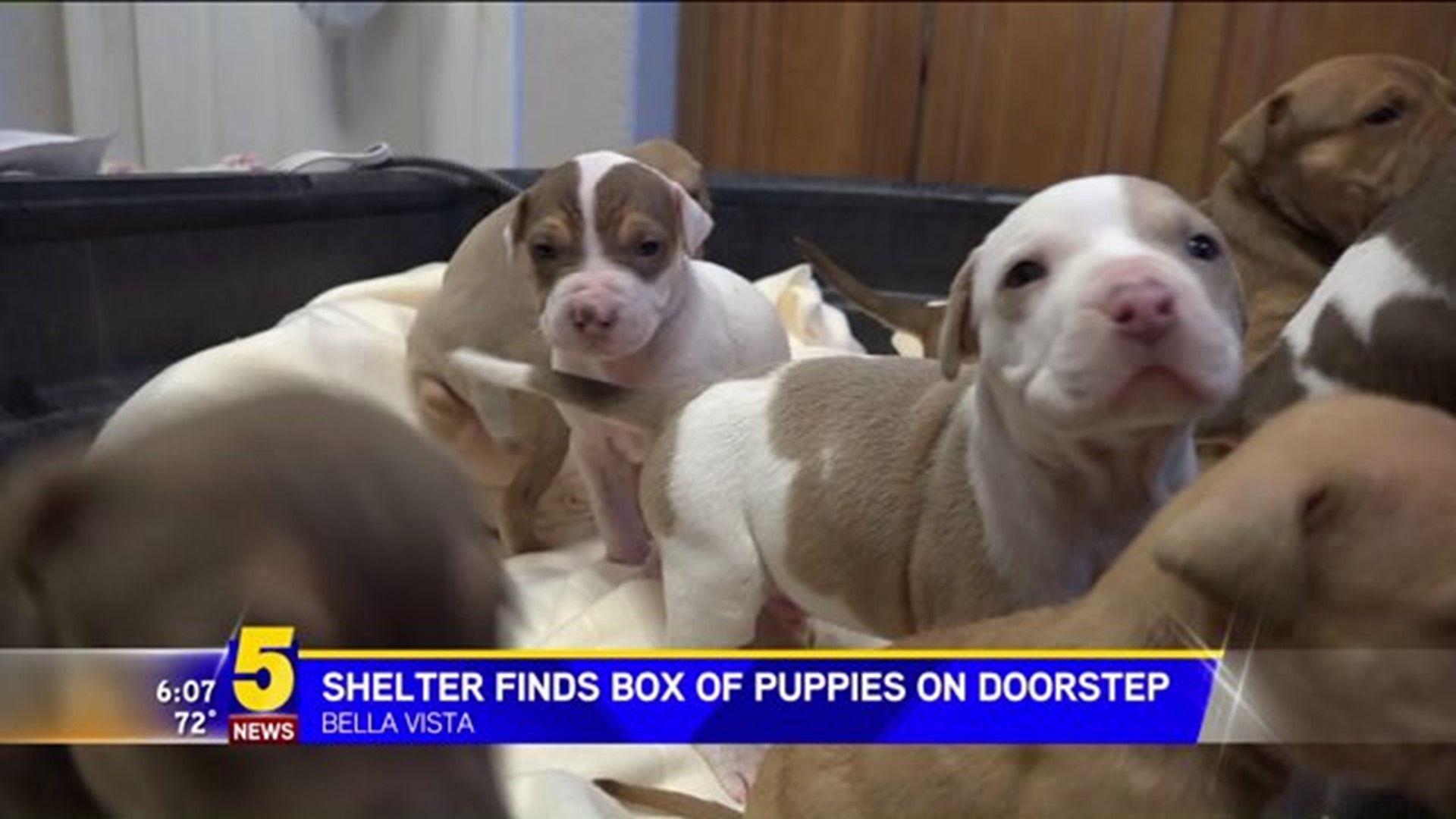 Puppies Found In Box PKG