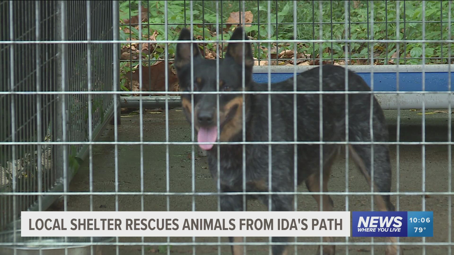 Clarksville 'Needy Paws' help rescue animals during Hurricane Ida |  