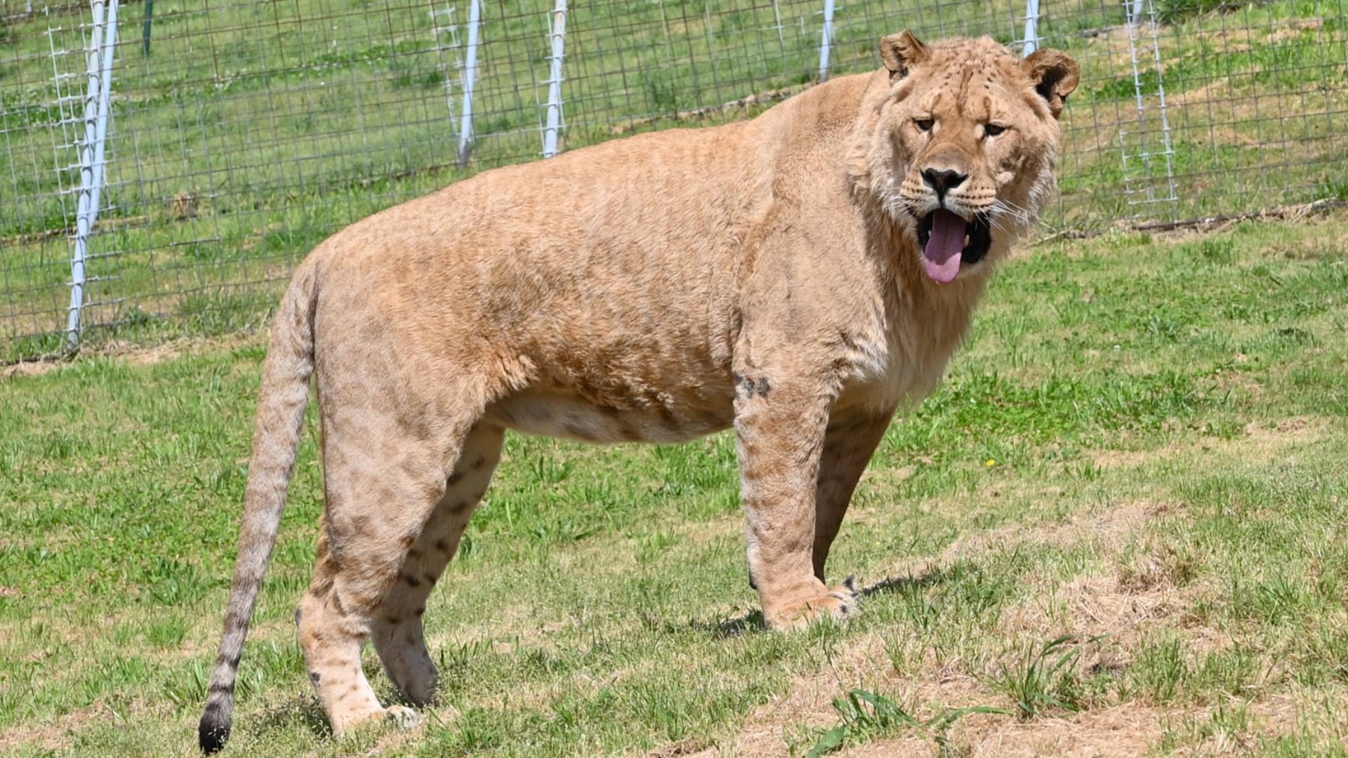 Almost 70 big cats were rescued who were once owned by Joe Exotic.