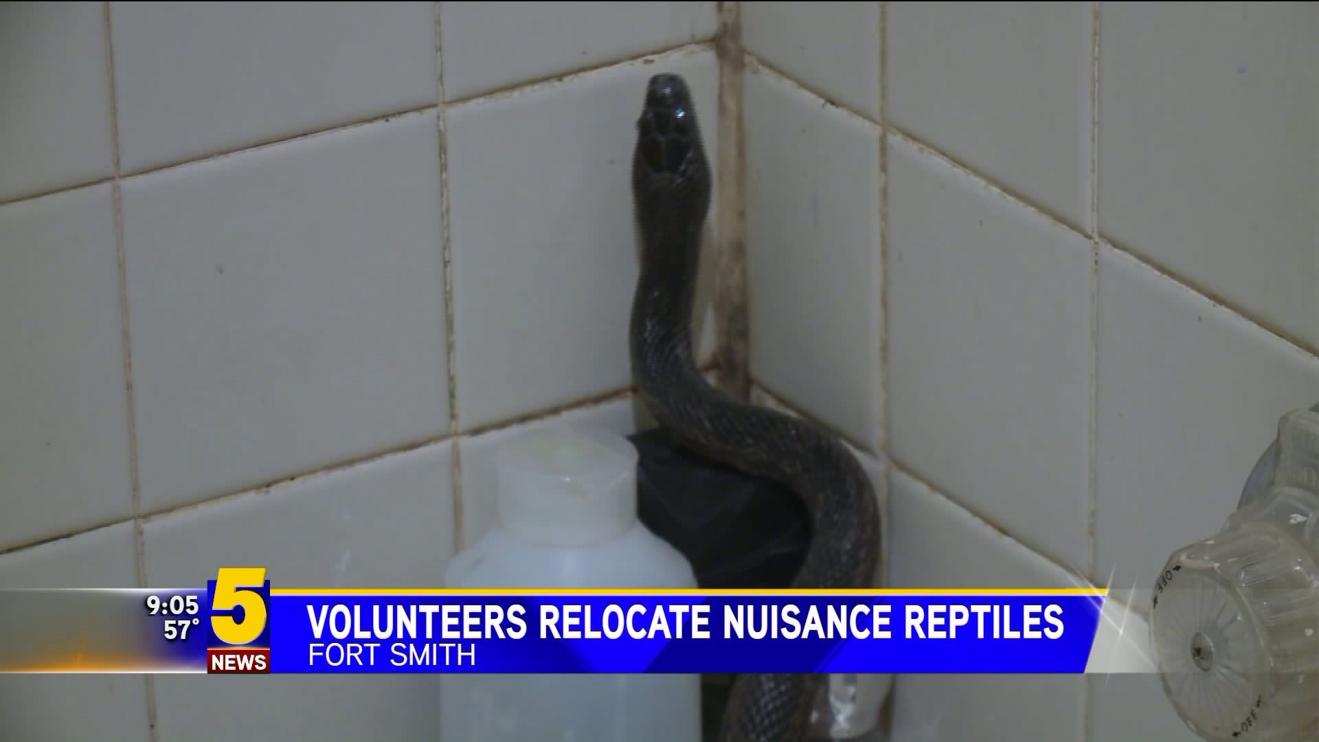 Volunteers Relocate Nuisnace Reptiles