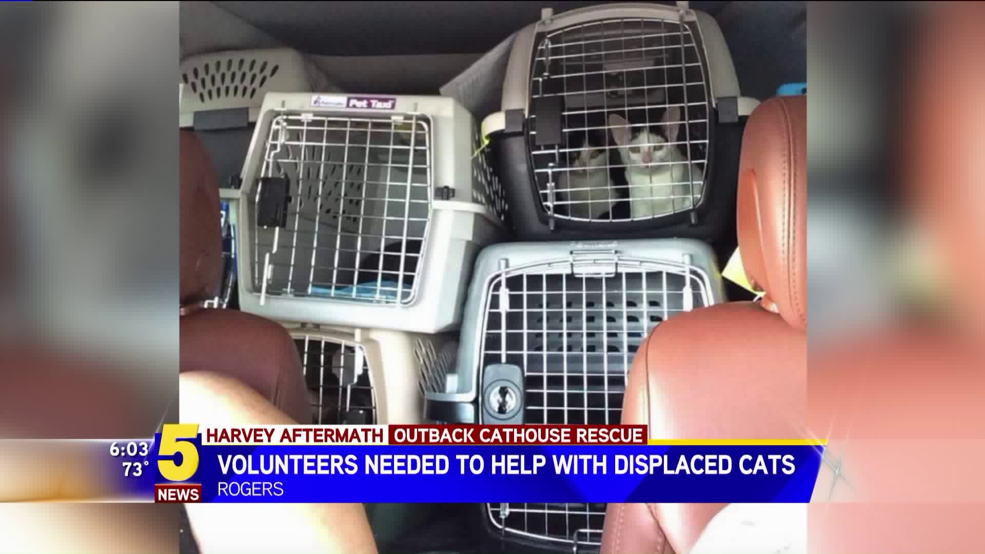 Volunteers Needed to Help With Displaced Cats