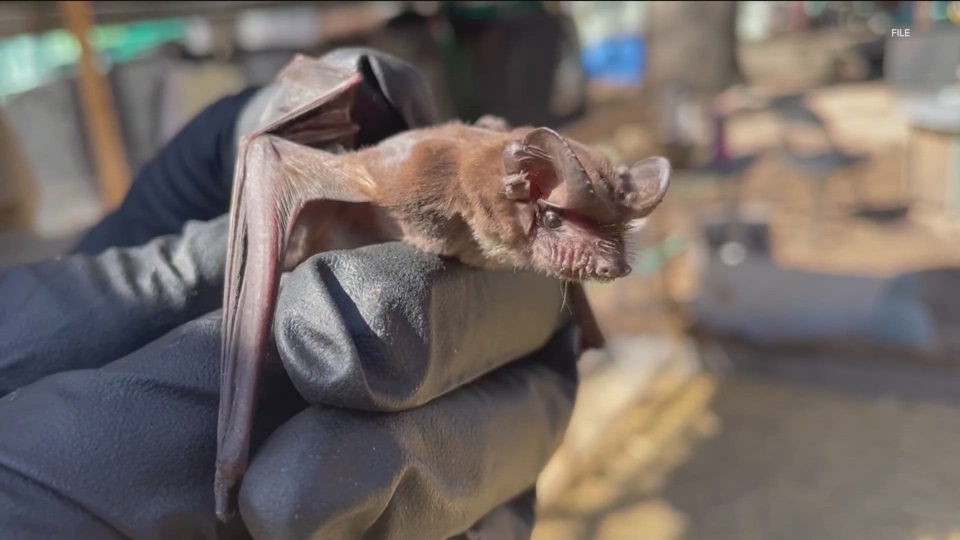 Aaron Cash was camping with his family at the lake on July 2 when he said a bat flew out of nowhere and bit him.