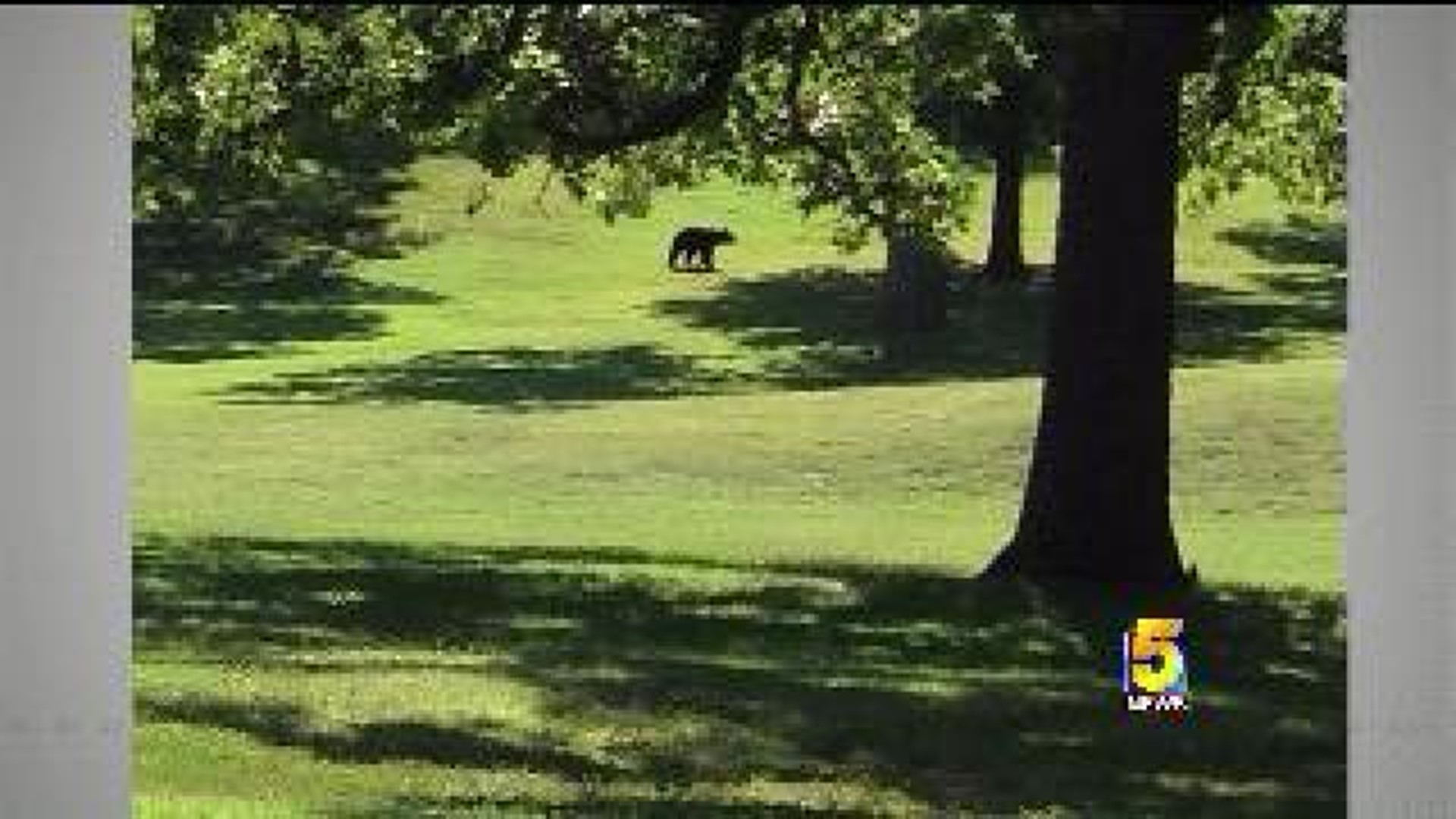 Black Bear Spotted In Springdale