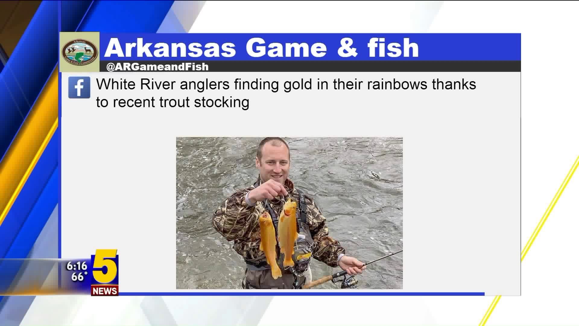 Golden Rainbow Trout Spotted In White River