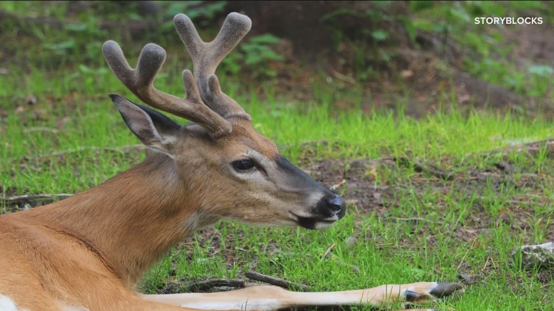 What to know ahead of Arkansas deer season