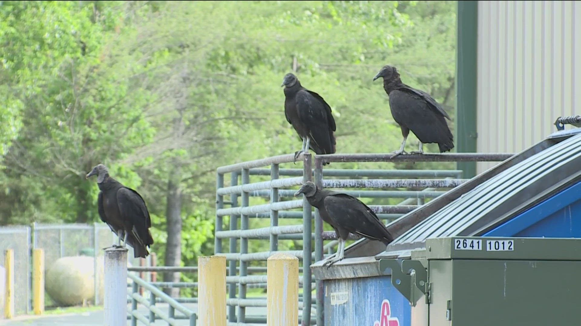 ARKANSAS GAME AND FISH COMMISSION IS ASKING YOU TO BE ON THE LOOKOUT FOR BLACK VULTURES...