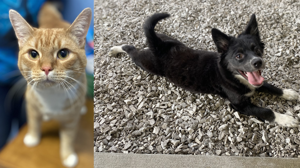 Adopt a pet sammy and dixie at the lowell animal shelter 5newsonline