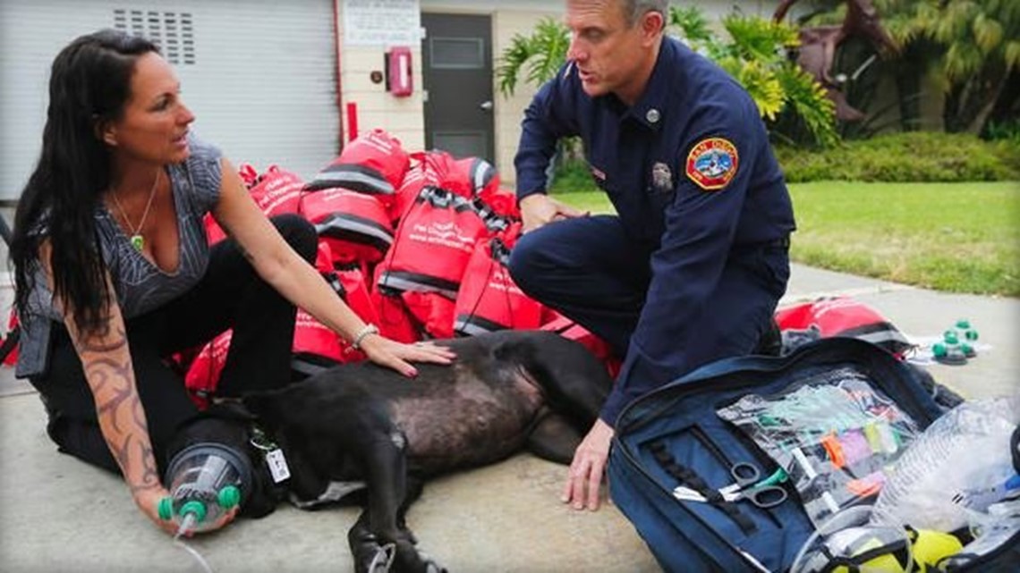 Ohio Law Supports First Responders Who Treat Injured Pets | 5newsonline.com