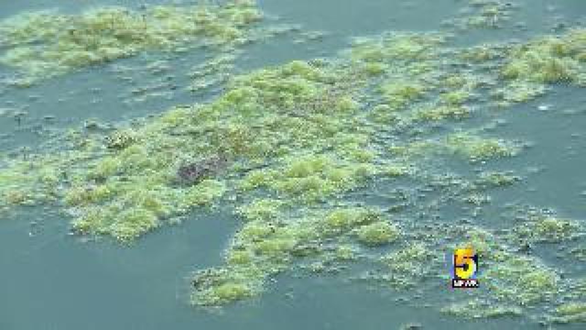 Algae Causes Concern