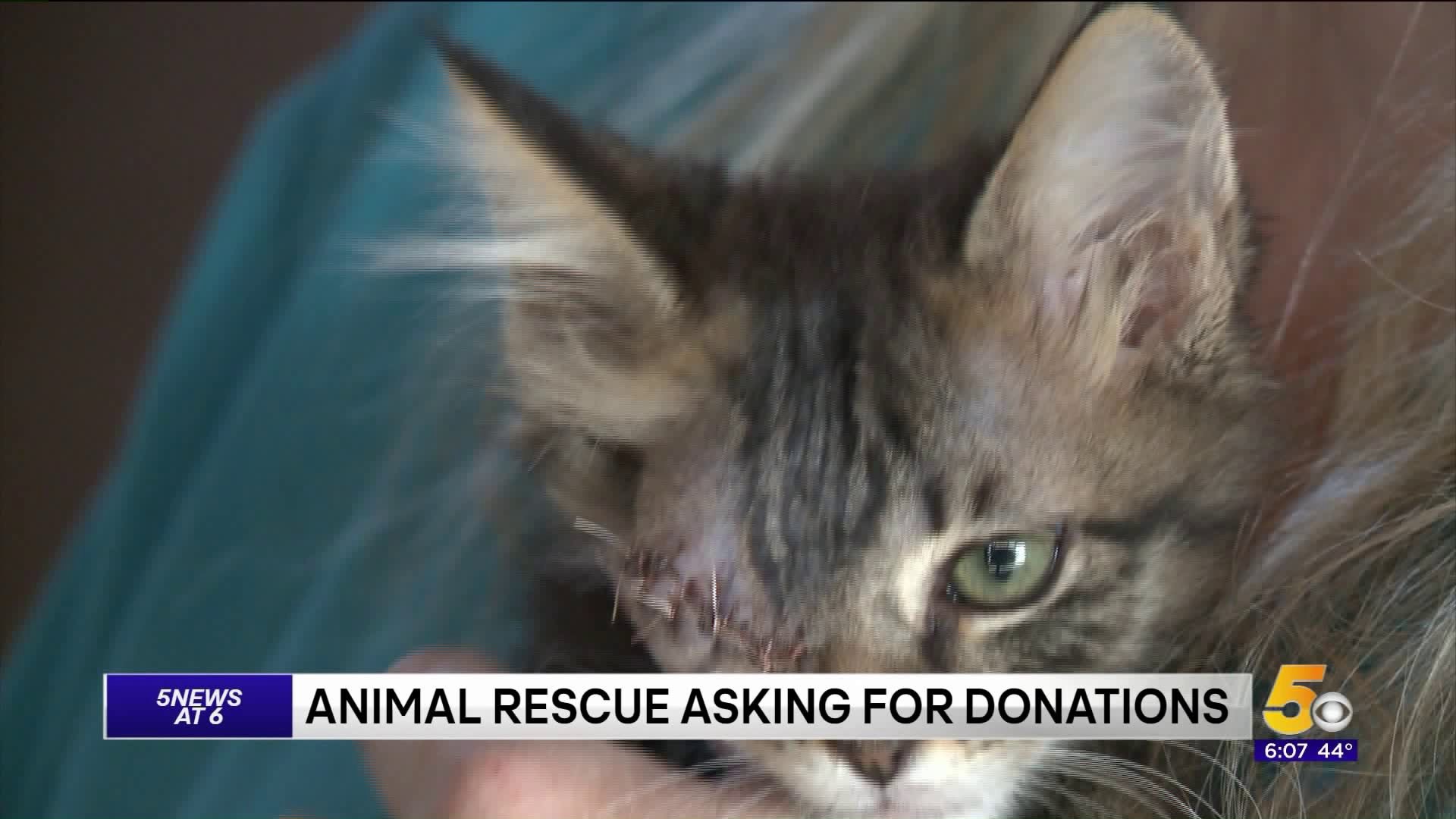 Animal Rescue Asking For Donations