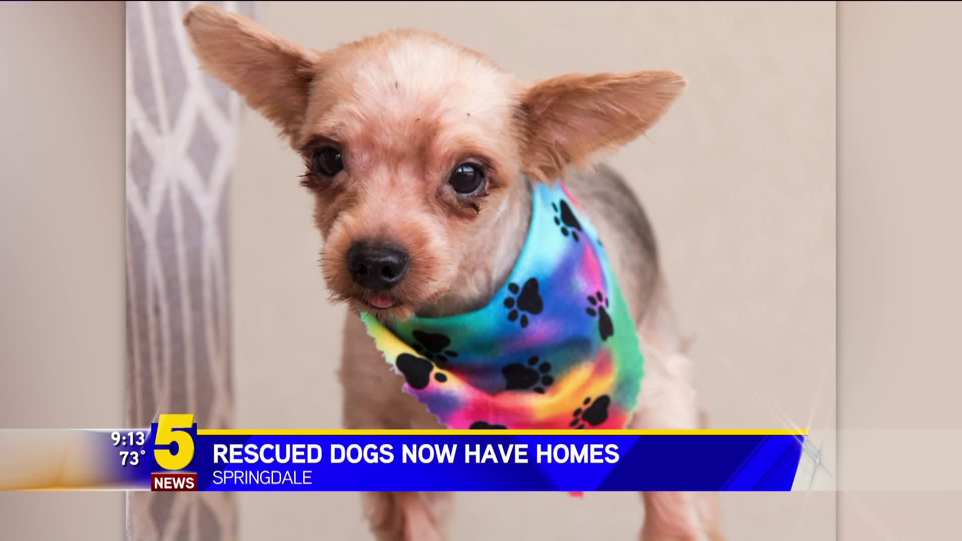 Rescued Dogs Now Have Homes