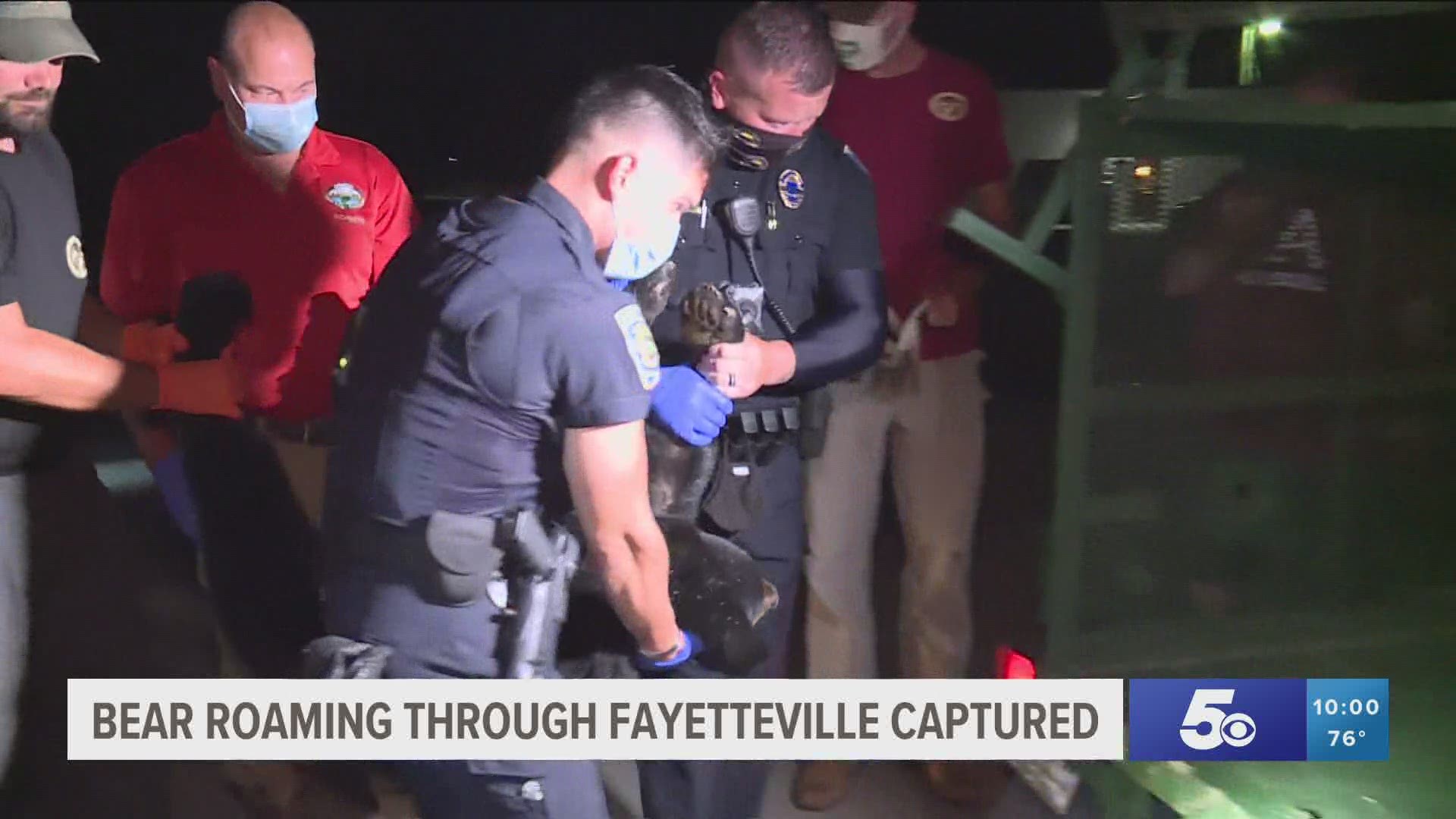Bear roaming through Fayetteville captured