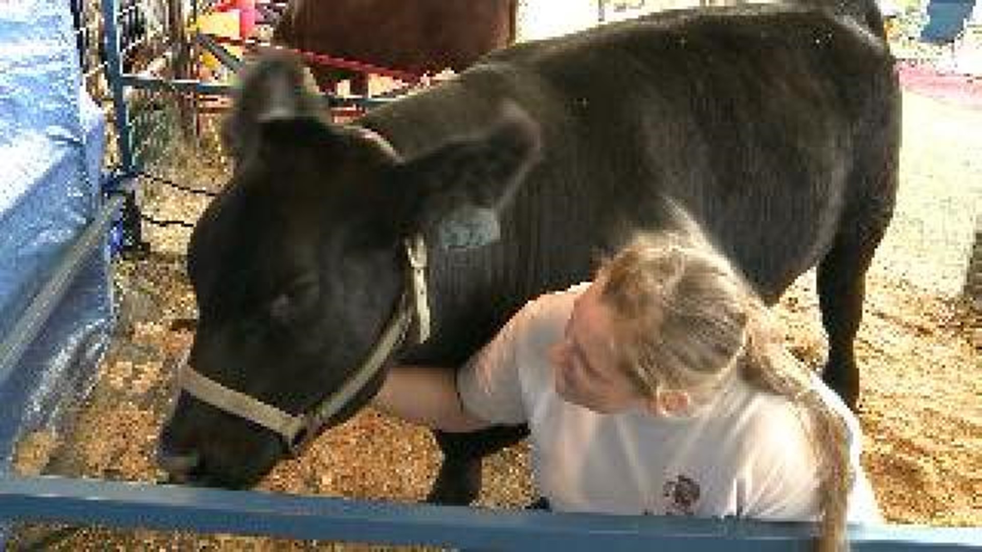 Students Learn Life Lessons At County Fair