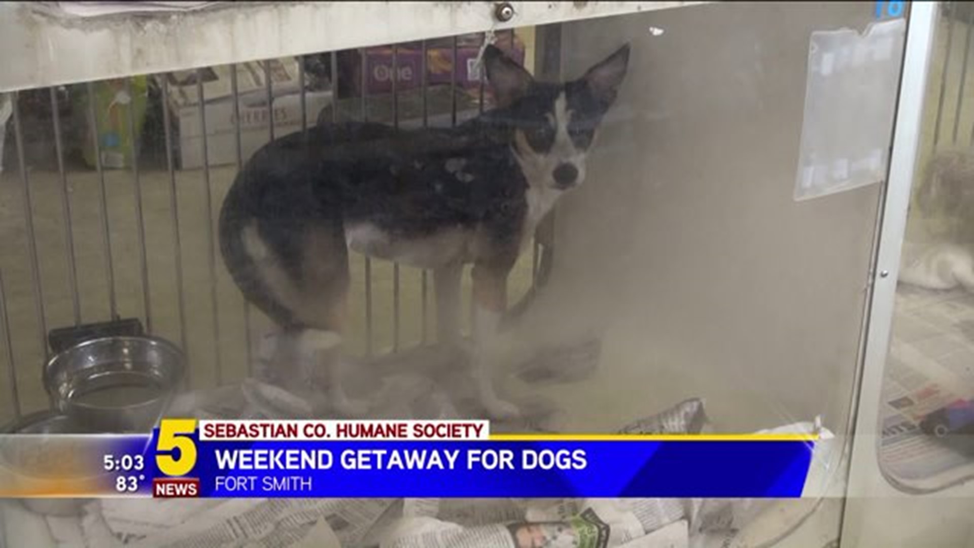 Weekend Getaway For Dogs