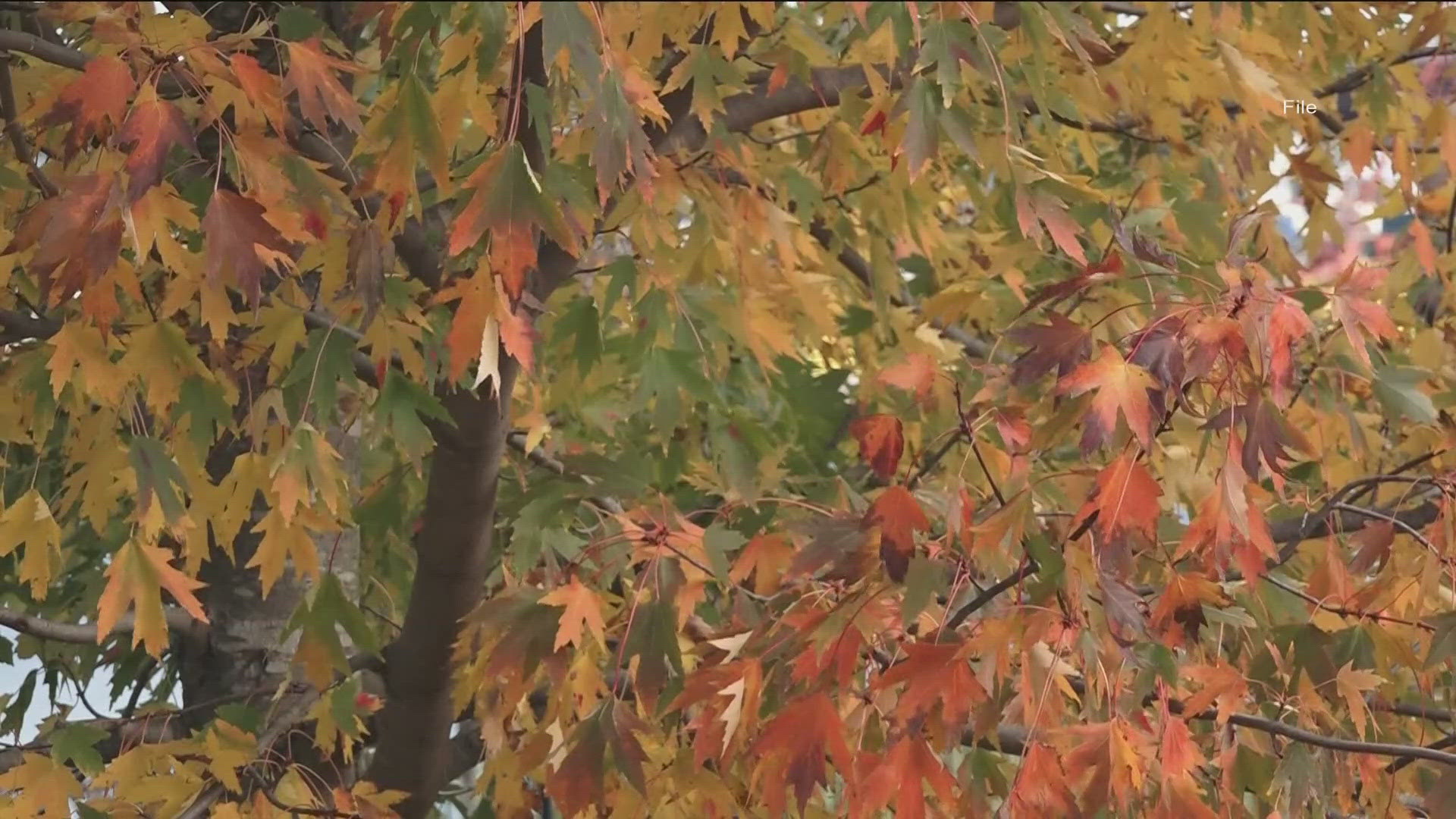 Officials say a short walk in the outdoors can go a long way when you're feeling blue.