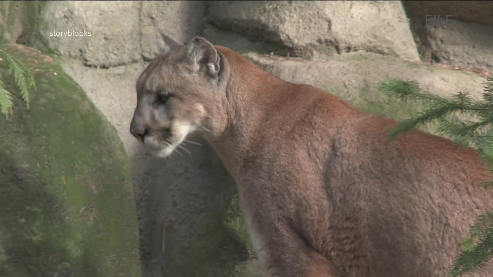 One woman's social media post described two mountain lions following her over a mile back to her car during a hiking trip near Hawksbill Crag.