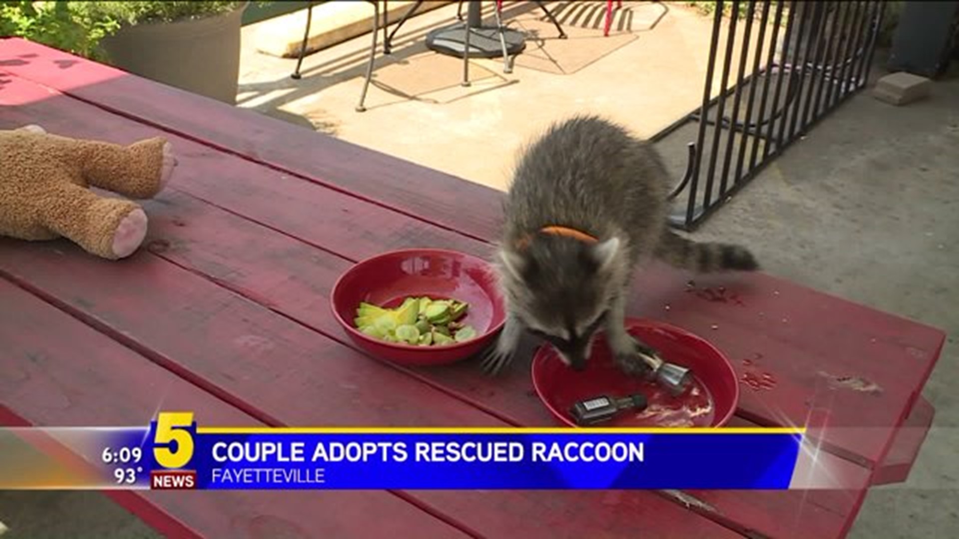 FAYETTEVILLE COUPLE RESCUES RACCOON